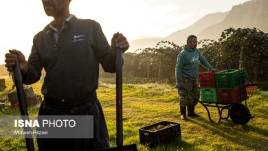 برداشت کیوی در غرب مازندران رونق اقتصادی و اشتغالزایی را به همراه دارد / کیوی , مازندران , برداشت محصول , اشتغالزایی , رونق اقتصادی