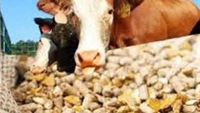 نماینده دامداران خراسانجنوبی: قیمت نهاده 4 برابر شد، نقدینگی نیست / اخبار خراسان جنوبی - اخبار استانها