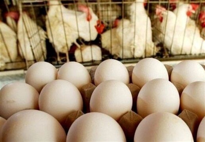 افزایش تولید مرغ و تخممرغ در خراسان جنوبی/قیمتها پایینتر از میانگین / اخبار خراسان جنوبی - اخبار استانها