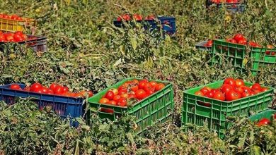 240 هزار تن گوجهفرنگی از مزارع استان بوشهر برداشت شد / اخبار بوشهر - اخبار استانها