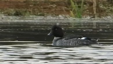 مشاهده یک قطعه اردک چشمطلایی کمیاب در تالاب جوکندان تالش / اخبار گیلان - اخبار استانها