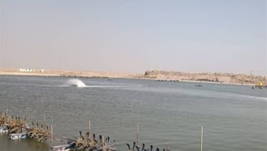 افتتاح و آغاز عملیات اجرایی 20 پروژه شیلاتی در بوشهر همزمان با دهه فجر / اخبار بوشهر - اخبار استانها