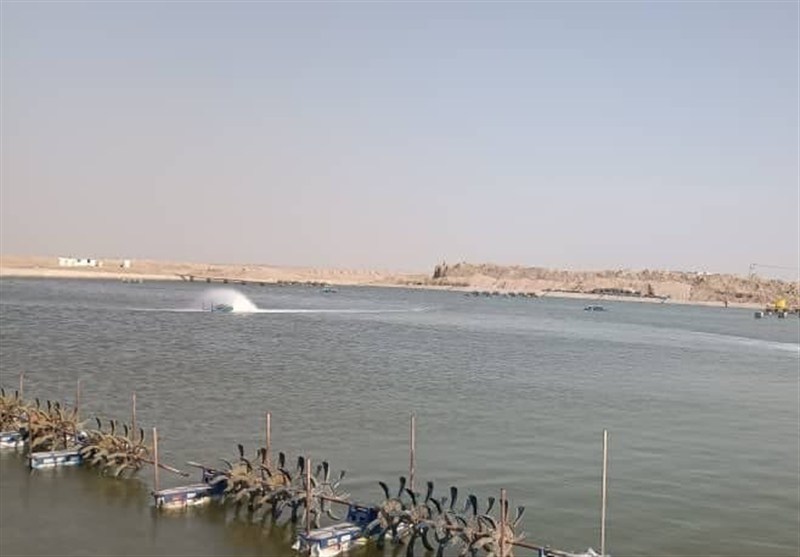 افتتاح و آغاز عملیات اجرایی 20 پروژه شیلاتی در بوشهر همزمان با دهه فجر / اخبار بوشهر - اخبار استانها