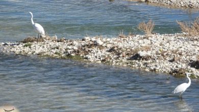 شمار پرندگان مهاجر آسیایی در کهگیلویه و بویراحمد افزایش یافت / اخبار کهگیلویه و بویراحمد - اخبار استانها