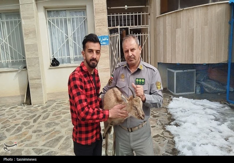 سرمای زمستان بز وحشی را به روستاهای سروآباد کشاند / اخبار کردستان - اخبار استانها