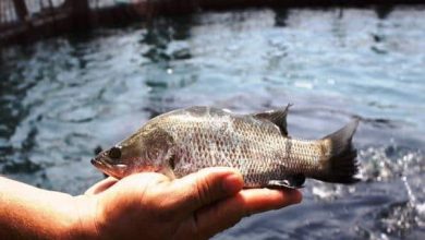 بازنگری میزان آببهای مزارع آبزیپروری در دستور کار شیلات / آبزیپروری , شیلات , خوزستان , آببها , بازسازی ذخایر آبزیان