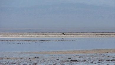 اجرای برنامه جامع تالاب کجی نمکزار نیازمند همافزایی دستگاهها / اخبار خراسان جنوبی - اخبار استانها