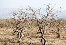 هشدار فرماندار خاتم نسبت به بحران آب و آینده کشاورزی شهرستان / اخبار یزد - اخبار استانها