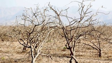 هشدار فرماندار خاتم نسبت به بحران آب و آینده کشاورزی شهرستان / اخبار یزد - اخبار استانها