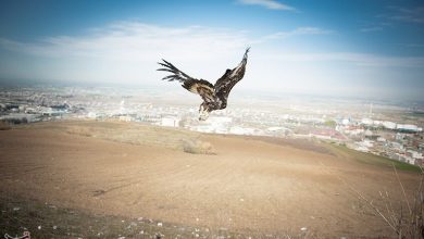 رهاسازی 13 بال سهره طلایی در زیستگاه طبیعی چرام+فیلم / اخبار کهگیلویه و بویراحمد - اخبار استانها