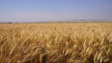 هشدار گندمکاران: نرخ خرید تضمینی کمتر از پنجاه هزار تومان بازار را از دست دولت خارج میکند / خرید تضمینی گندم , نرخ گندم , بنیاد ملی گندمکاران , مطالبات کشاورزان , تامین امنیت غذایی