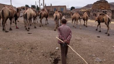 خشکسالیهای پیدرپی بزرگترین تهدید صنعت شترداری در خراسان رضوی / خشکسالی , شترداری , خراسان رضوی , دامپروری , اقتصاد روستایی