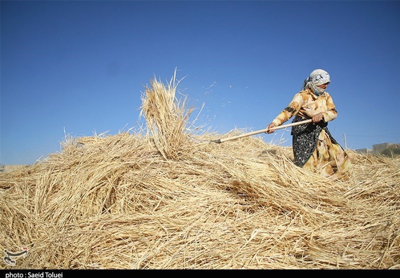 هشدار جدی به گندمکاران خراسان شمالی/ مشاهده «سوسک سیاه» در مزارع غلات / اخبار خراسان شمالی - اخبار استانها