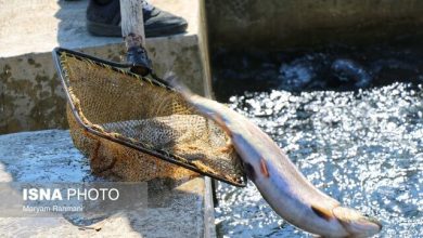 سرمایهگذاری ۱۹ هزار میلیارد تومانی در شیلات محقق شد؛ ارزآوری میگو از مرز ۸۰۰ میلیون دلار گذشت / شیلات , آبزیپروری , ارزآوری میگو , سرمایهگذاری , اقتصاد دریامحور