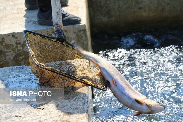 سرمایهگذاری ۱۹ هزار میلیارد تومانی در شیلات محقق شد؛ ارزآوری میگو از مرز ۸۰۰ میلیون دلار گذشت / شیلات , آبزیپروری , ارزآوری میگو , سرمایهگذاری , اقتصاد دریامحور