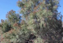 پژوهش: شورگز کیفیت زیستی خاک مناطق بیابانی خوزستان را بهبود میبخشد / شورگز , احیای اراضی , کیفیت خاک , خوزستان , بیابانزایی