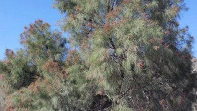 پژوهش: شورگز کیفیت زیستی خاک مناطق بیابانی خوزستان را بهبود میبخشد / شورگز , احیای اراضی , کیفیت خاک , خوزستان , بیابانزایی