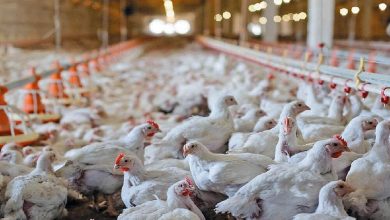 تأثیر کالابرگ بر کاهش قیمت مرغ و تخممرغ در بازار / مرغ , تخممرغ , کالابرگ , قیمت , نهادههای دامی