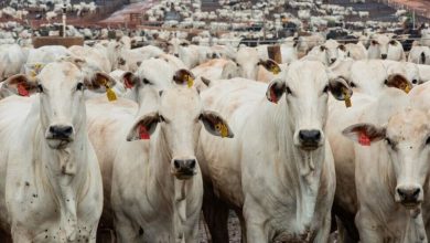 برزیل در پی تعیین سهمیه برای صادرکنندگان گوشت به چین؛ تدابیر حمایتی پکن صنعت دامپروری را هدف گرفت / برزیل، چین، صادرات گوشت گاو، تعرفه واردات، سهمیهبندی , , , ,