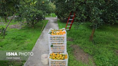 کشاورزی قراردادی و زیرساختهای صادراتی؛ راهکار کلیدی دولت برای حذف واسطهها و پایان خامفروشی / کشاورزی قراردادی , خام فروشی , حذف واسطه , صادرات محصولات کشاورزی , زنجیره تامین