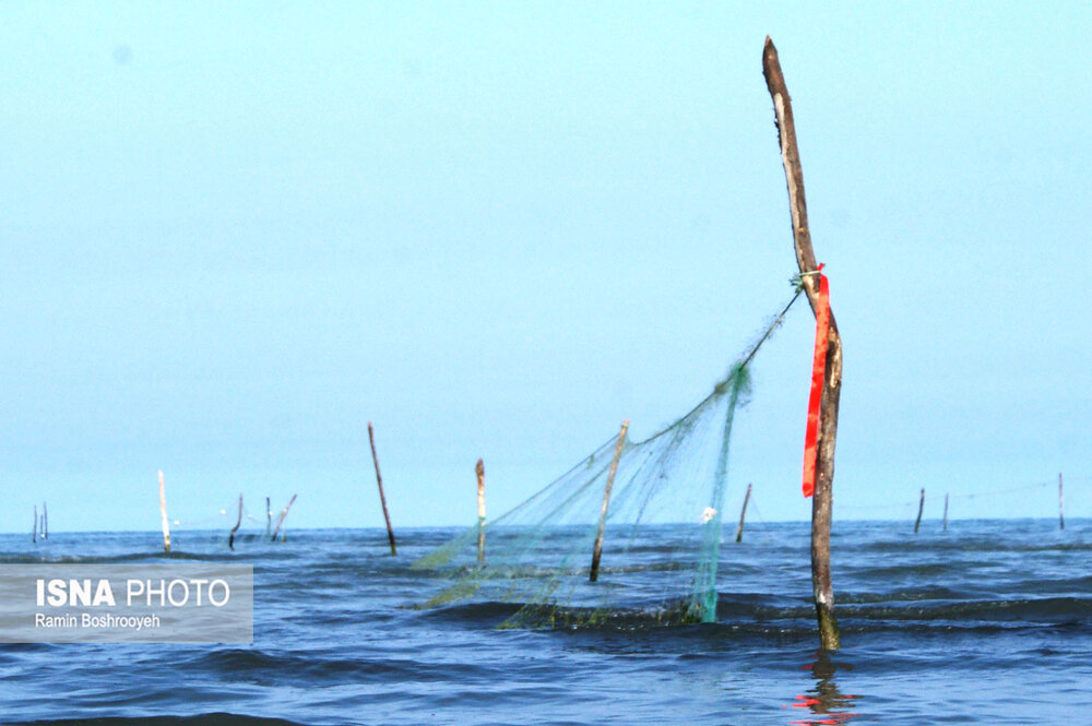 تولید آبزیان بوشهر ۸۷ درصد جهش یافت/ تفاهمنامه تأمین مالی شیلات با ابزارهای نوین / آبزیان بوشهر , تولید شیلات , تأمین مالی نوین , گواهی سپرده بانکی , صنایع شیلات