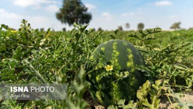 نشاء پیوندی؛ راهکار نجات هندوانه و خیار از بحرانهای خاک و شوری / نشاء پیوندی , هندوانه , بیماری خاکزی , کدو , صرفه جویی آب