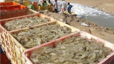 افزایش 80 درصدی برداشت میگو در بوشهر با اصلاح ساختار مزارع / اخبار بوشهر - اخبار استانها