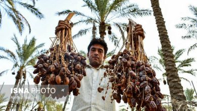 تحلیل پژوهشی؛ عوامل کاهنده سهم ایران از بازار جهانی خرما تشریح شد / صادرات خرما , الگوی جاذبه , تحریمهای اقتصادی , کشاورزی , بازار جهانی خرما