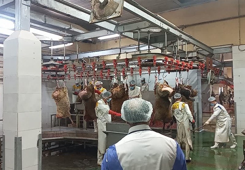 کشتارگاه صنعتی، گامی مهم در تکمیل زنجیره تولید گوشت استان بوشهر / اخبار بوشهر - اخبار استانها