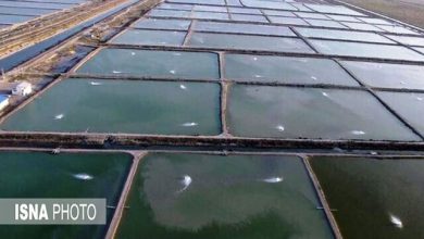 طرح پایلوت فناوری نانوحباب برای پرورش میگو تدوین میشود / نانوحباب , پرورش میگو , آبزیپروری , سازمان شیلات , فناوری