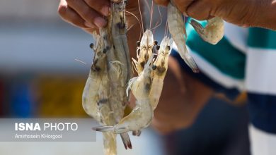 رشد چشمگیر ۸۰ درصدی تولید میگوی پرورشی بوشهر؛ نیمی از تولید ملی در این استان محقق شد / شیلات بوشهر , تولید میگو , آبزی پروری , نمایشگاه شیلات , صید میگو