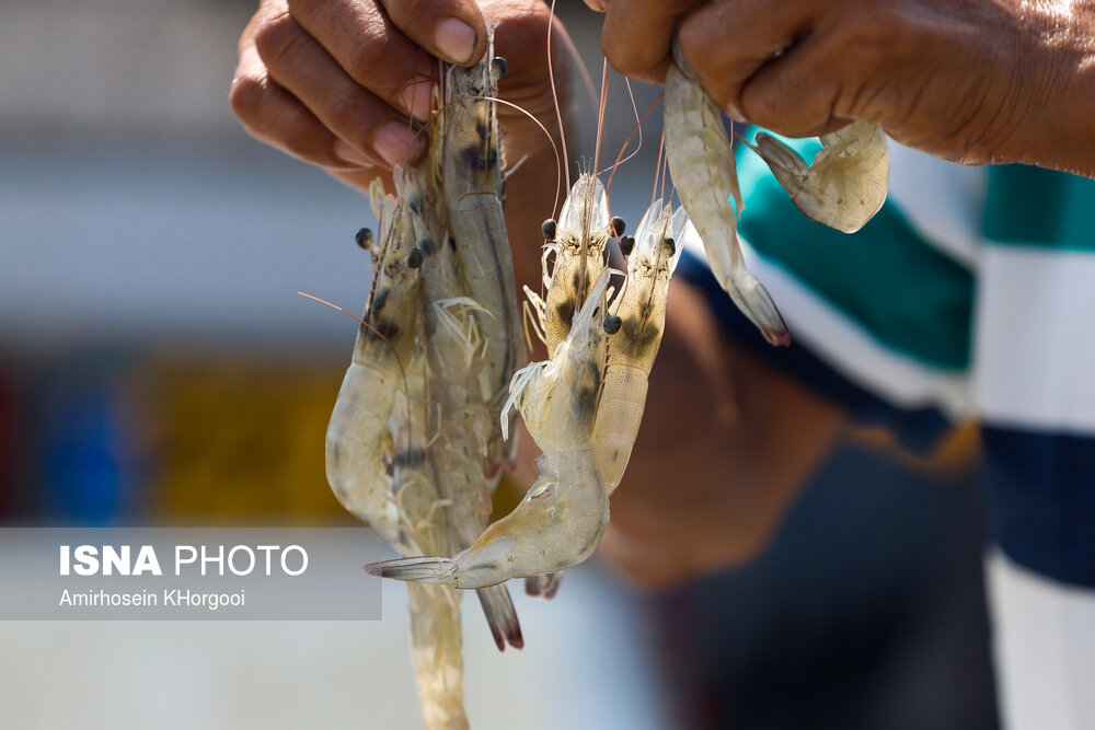 رشد چشمگیر ۸۰ درصدی تولید میگوی پرورشی بوشهر؛ نیمی از تولید ملی در این استان محقق شد / شیلات بوشهر , تولید میگو , آبزی پروری , نمایشگاه شیلات , صید میگو