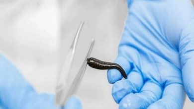 تدوین دستورالعمل تأمین خون بهداشتی برای مراکز پرورش صنعتی زالو / زالوی طبی , پرورش زالو , خون بهداشتی , طب سنتی , صنعت دامپروری