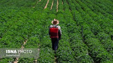 شاخص قیمت تولیدکننده بخش کشاورزی و دامداری در پاییز صعودی شد / تورم کشاورزی , شاخص قیمت تولیدکننده , دامداری سنتی , تورم نقطه به نقطه , تورم سالانه