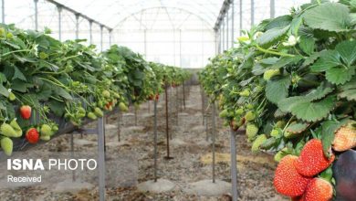 توسعه گلخانهها راهکار کلیدی مصرف آب و افزایش ارزش افزوده محصولات کشاورزی / گلخانه , کشاورزی , آبیاری , دامپروری , اشتغال روستایی