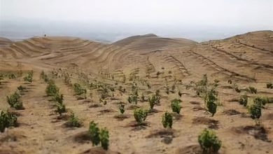 توسعه زراعت چوب در بوشهر با استفاده از پساب شهری / اخبار بوشهر - اخبار استانها