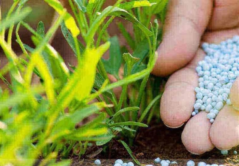 تداوم توزیع کودهای یارانهای کشاورزی در فارس / اخبار فارس - اخبار استانها