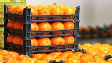 تداوم توزیع میوه ایام پایانی سال تا پایان تعطیلات نوروز در فارس / اخبار فارس - اخبار استانها