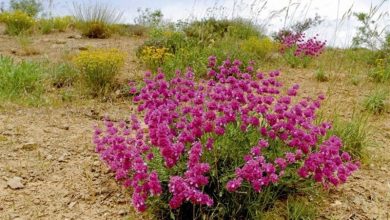 احیای 350 هکتار از مراتع سمنان؛ دامغان قطب گیاهان دارویی میشود / اخبار سمنان - اخبار استانها