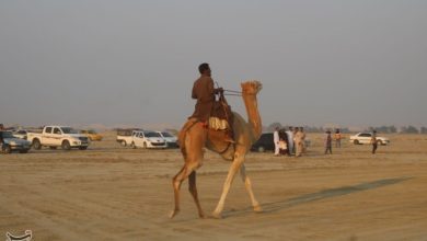 شترسواری نصرتآباد چشمانتظار پیست استاندارد / اخبار یزد - اخبار استانها