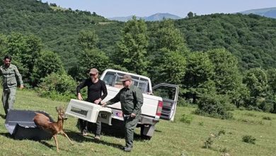 نجات شوکای جوان در رودبار / اخبار گیلان - اخبار استانها