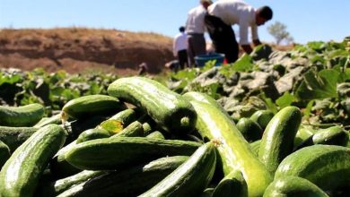 «طلای سبز» بادرود روانه بازار شد؛ برداشت 1000 تن خیار از مزارع بادرود / اخبار کاشان - اخبار استانها
