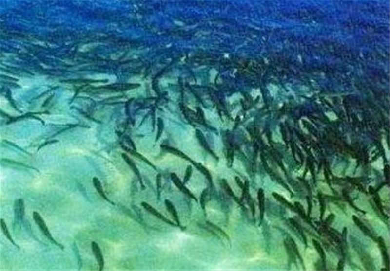 رهاسازی بچهماهی در سواحل کنگان برای تقویت ذخایر آبزیان خلیجفارس / اخبار بوشهر - اخبار استانها