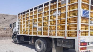 10 تُن مرغ قاچاق با رصد اطلاعاتی سپاه در ایلام توقیف شد / اخبار ایلام - اخبار استانها