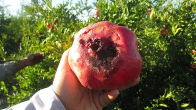 نبرد باغداران تفت با کرم گلوگاه؛ خسارتهای تکراری در باغهای انار / اخبار یزد - اخبار استانها