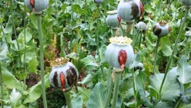 هشدار عادیسازی کشت گیاهان ممنوعه در لرستان / اخبار لرستان - اخبار استانها