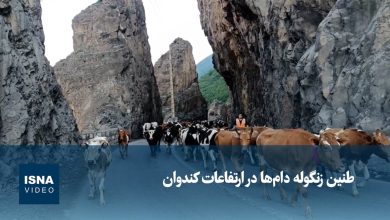 کوچ دامها در محور کندوان؛ راهبندان ۲۴ ساعته برای عبور دام سبک و سنگین / کندوان , کوچ دام , مرزن آباد , چالوس , ترافیک محور