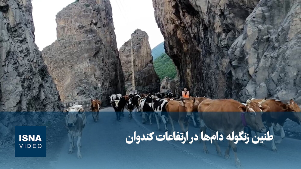 کوچ دامها در محور کندوان؛ راهبندان ۲۴ ساعته برای عبور دام سبک و سنگین / کندوان , کوچ دام , مرزن آباد , چالوس , ترافیک محور