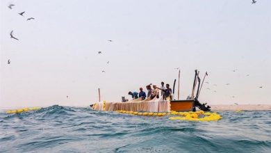 قشم حائز مقام اول کشوری در صید ماهیان سطحزی ریز است / اخبار جزایر خلیج فارس - اخبار استانها