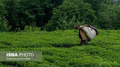 آغاز فصل برداشت دوم چای در شمال کشور/ پیشبینی تولید ۵۰ هزار تن برگ سبز / چای , برگ سبز چای , سازمان چای , برداشت چای , کشاورزی شمال